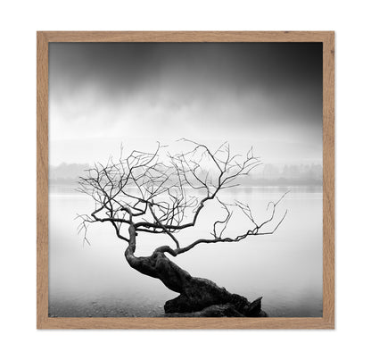 Root To Branches