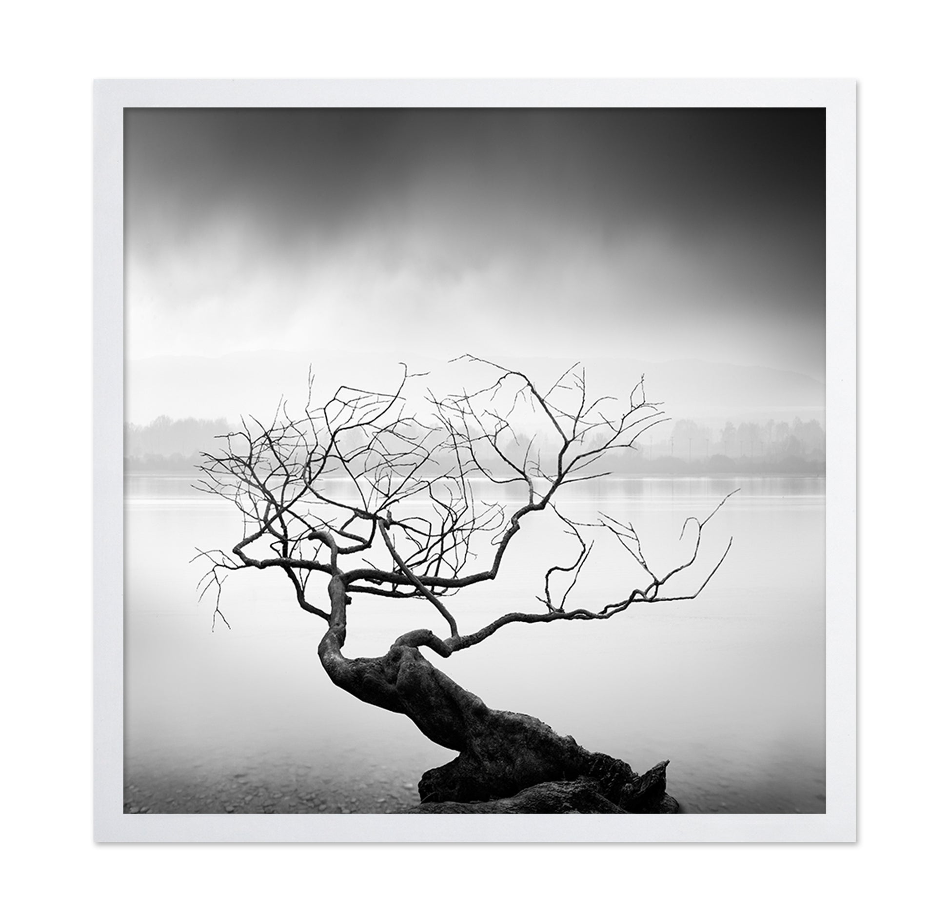 Root To Branches