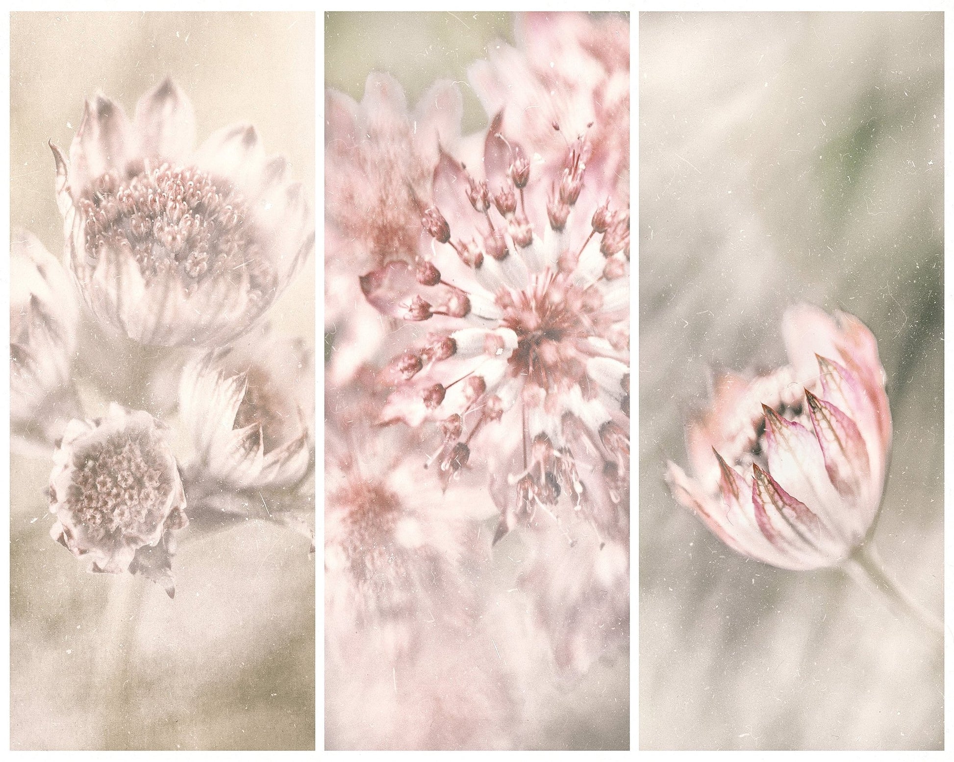 Astrantia Triptych