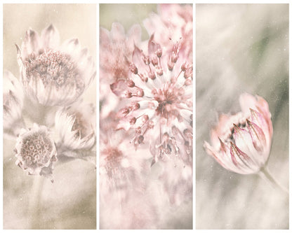 Astrantia Triptych