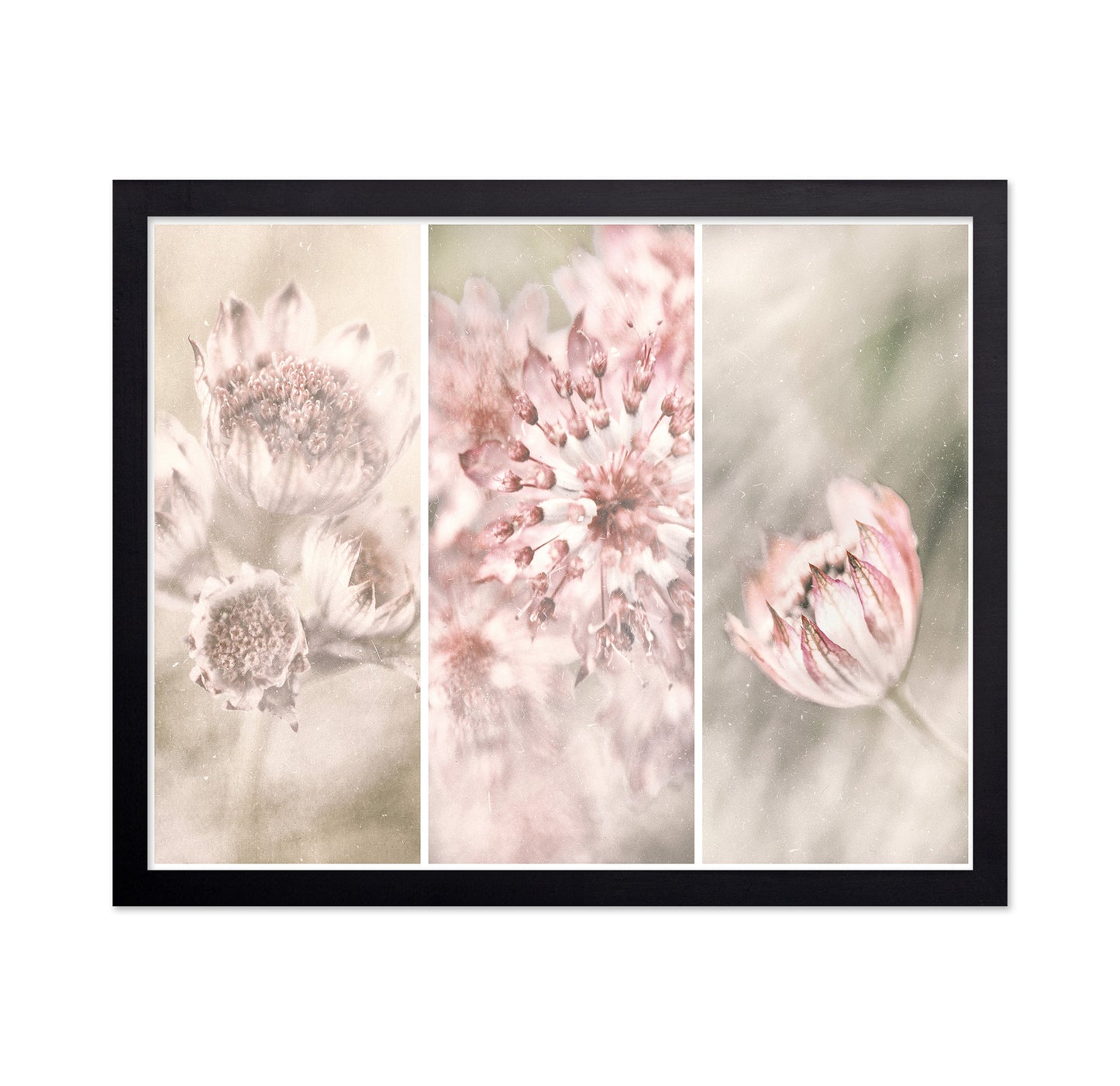 Astrantia Triptych