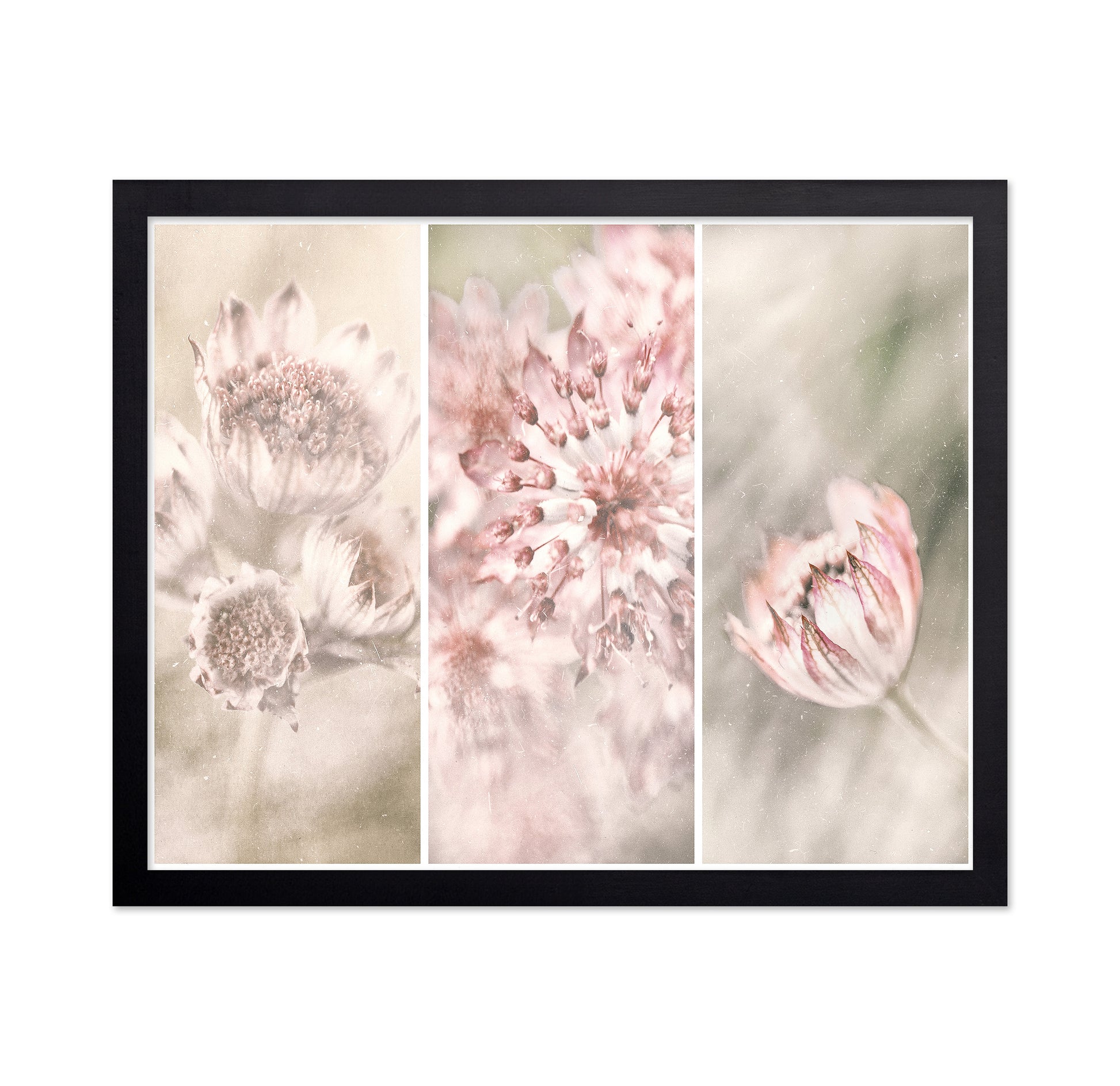 Astrantia Triptych