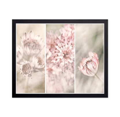 Astrantia Triptych