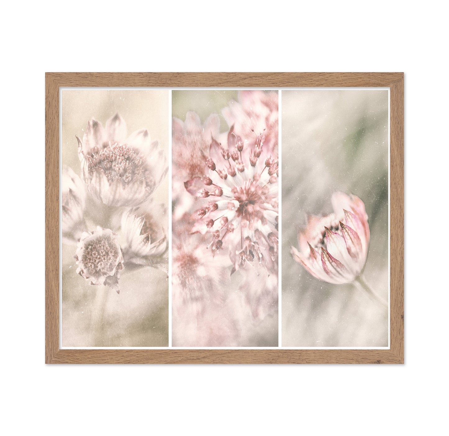 Astrantia Triptych