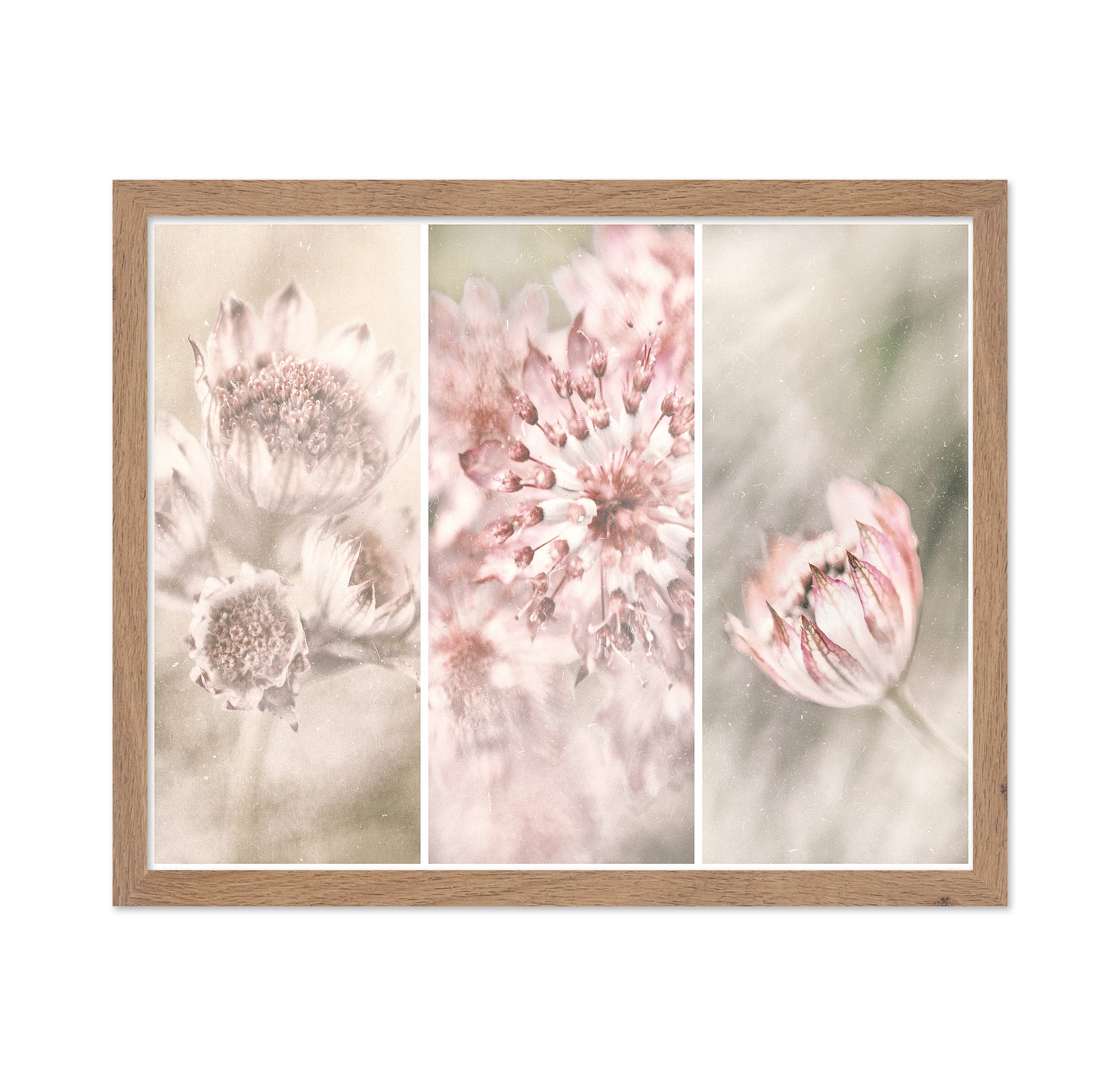 Astrantia Triptych