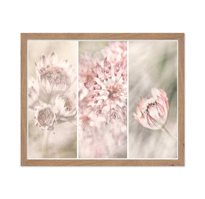 Astrantia Triptych