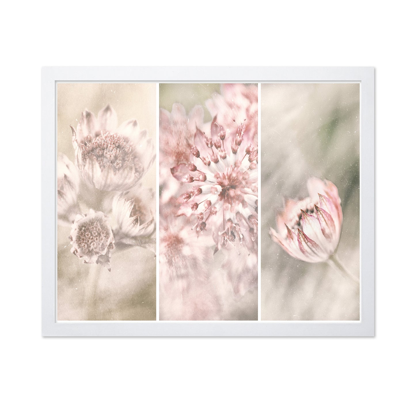 Astrantia Triptych