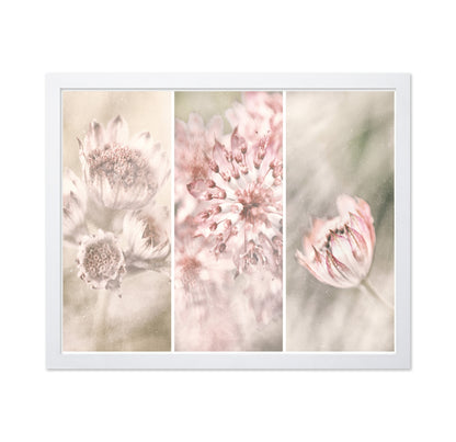 Astrantia Triptych