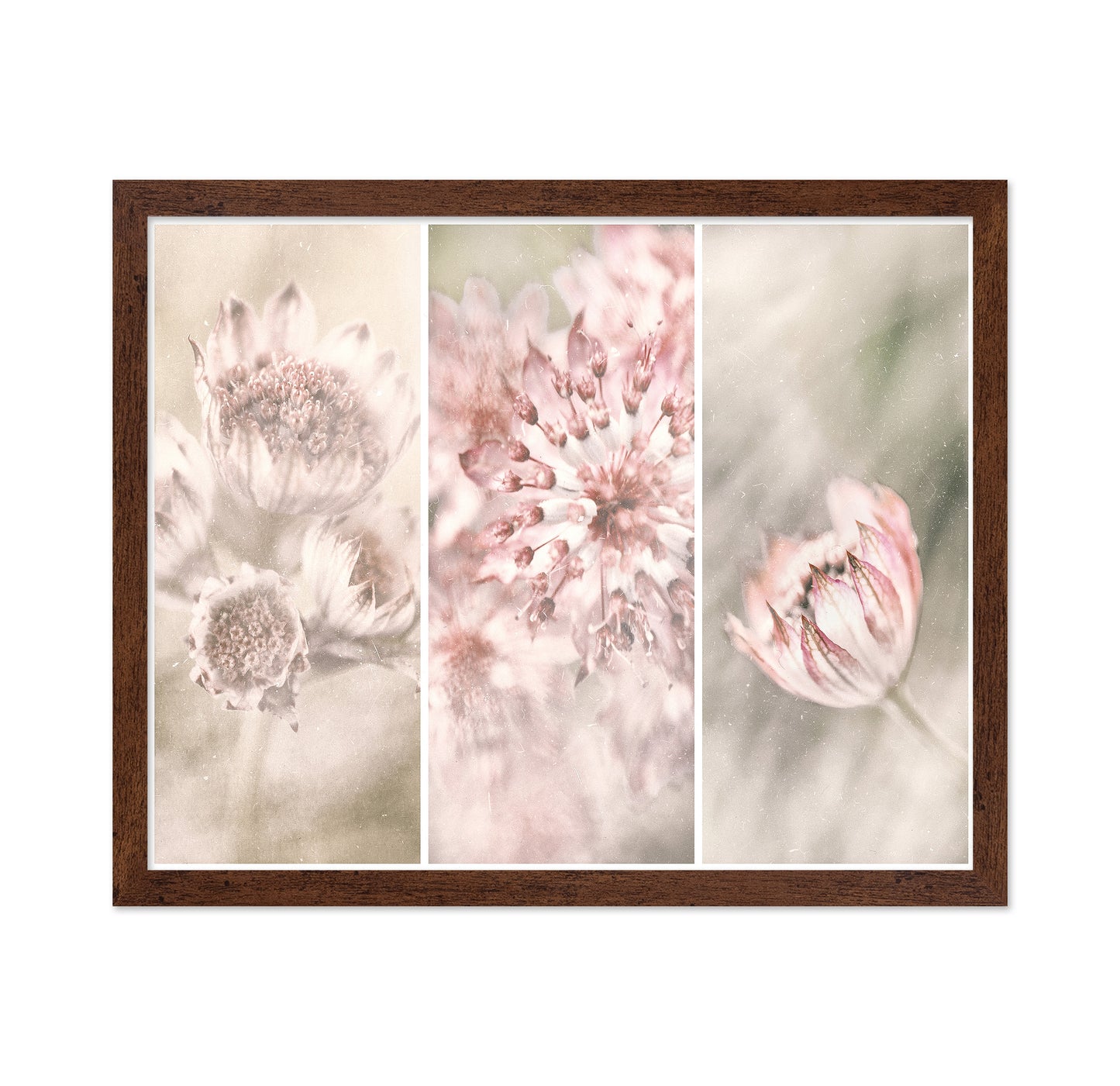 Astrantia Triptych