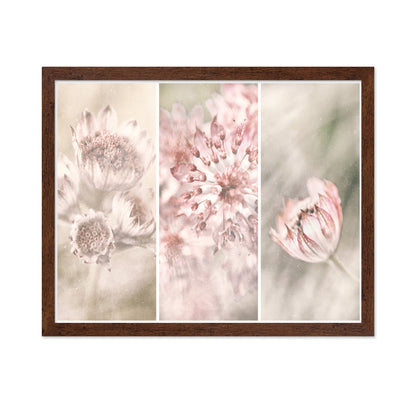 Astrantia Triptych