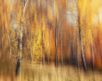 Autumn Birches