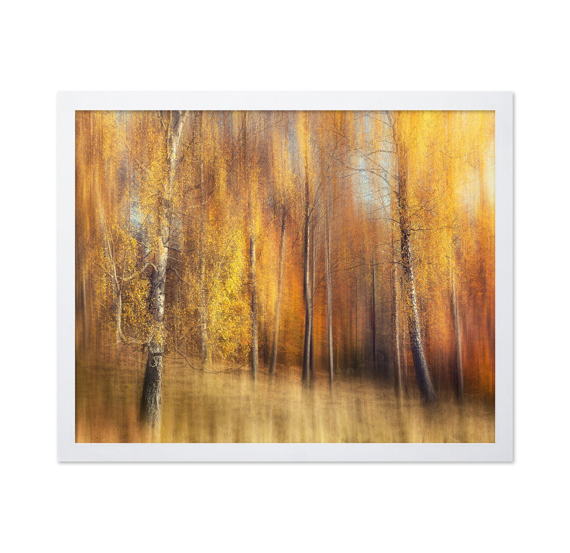 Autumn Birches