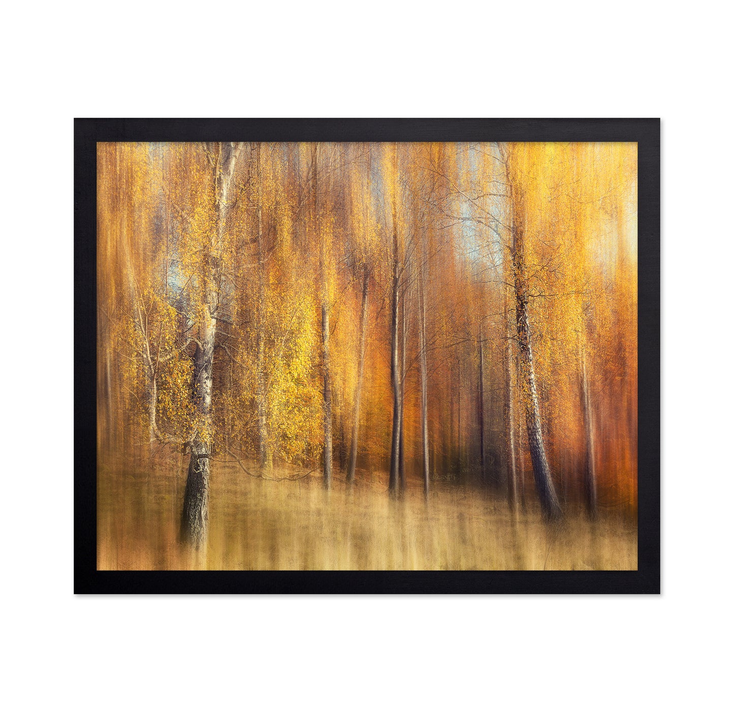 Autumn Birches