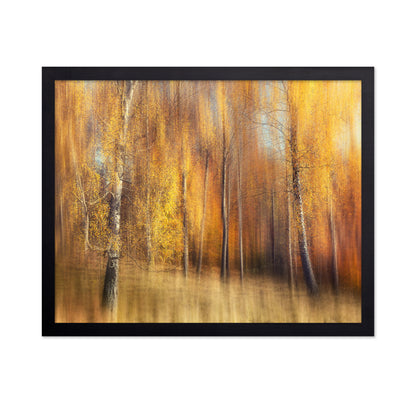 Autumn Birches
