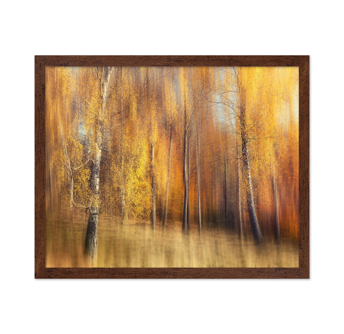 Autumn Birches