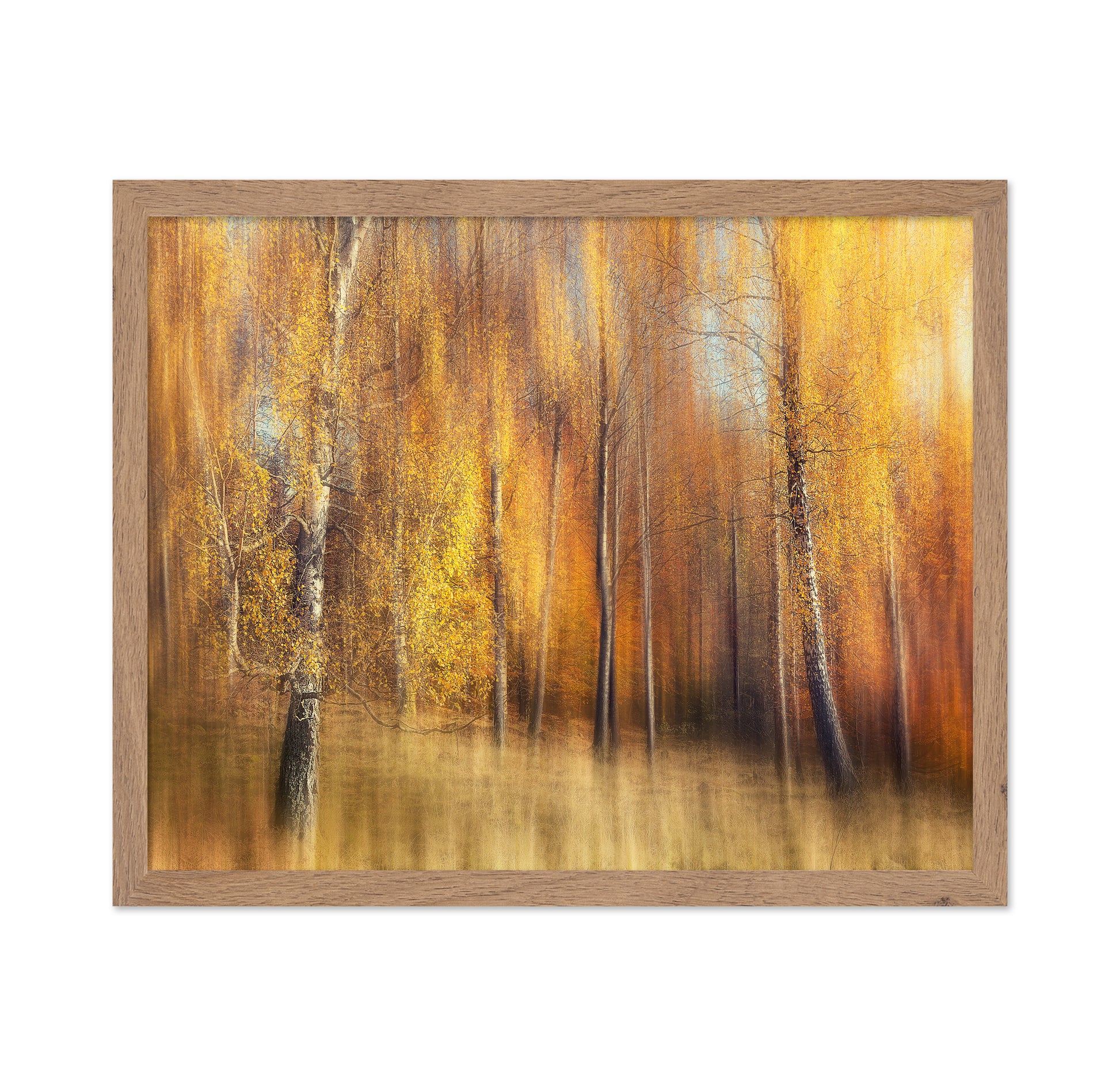 Autumn Birches