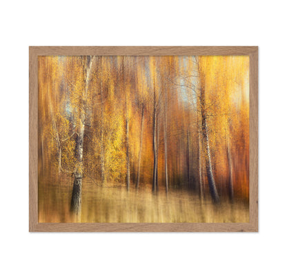 Autumn Birches