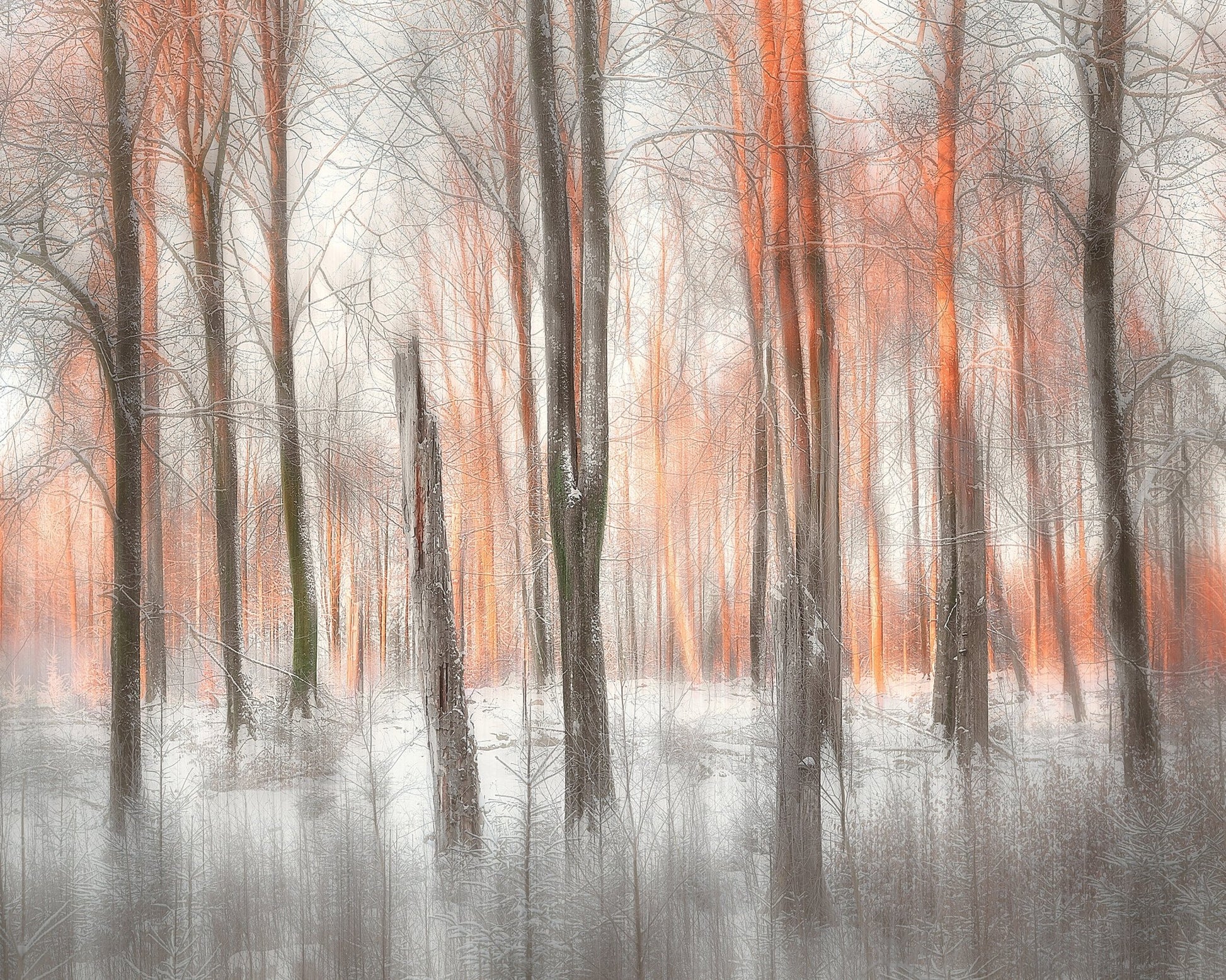 Evening Light Forest Abstract