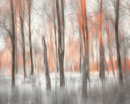 Evening Light Forest Abstract