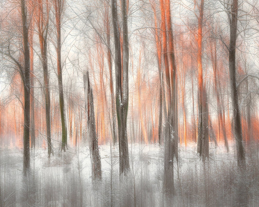 Evening Light Forest Abstract