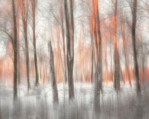 Evening Light Forest Abstract