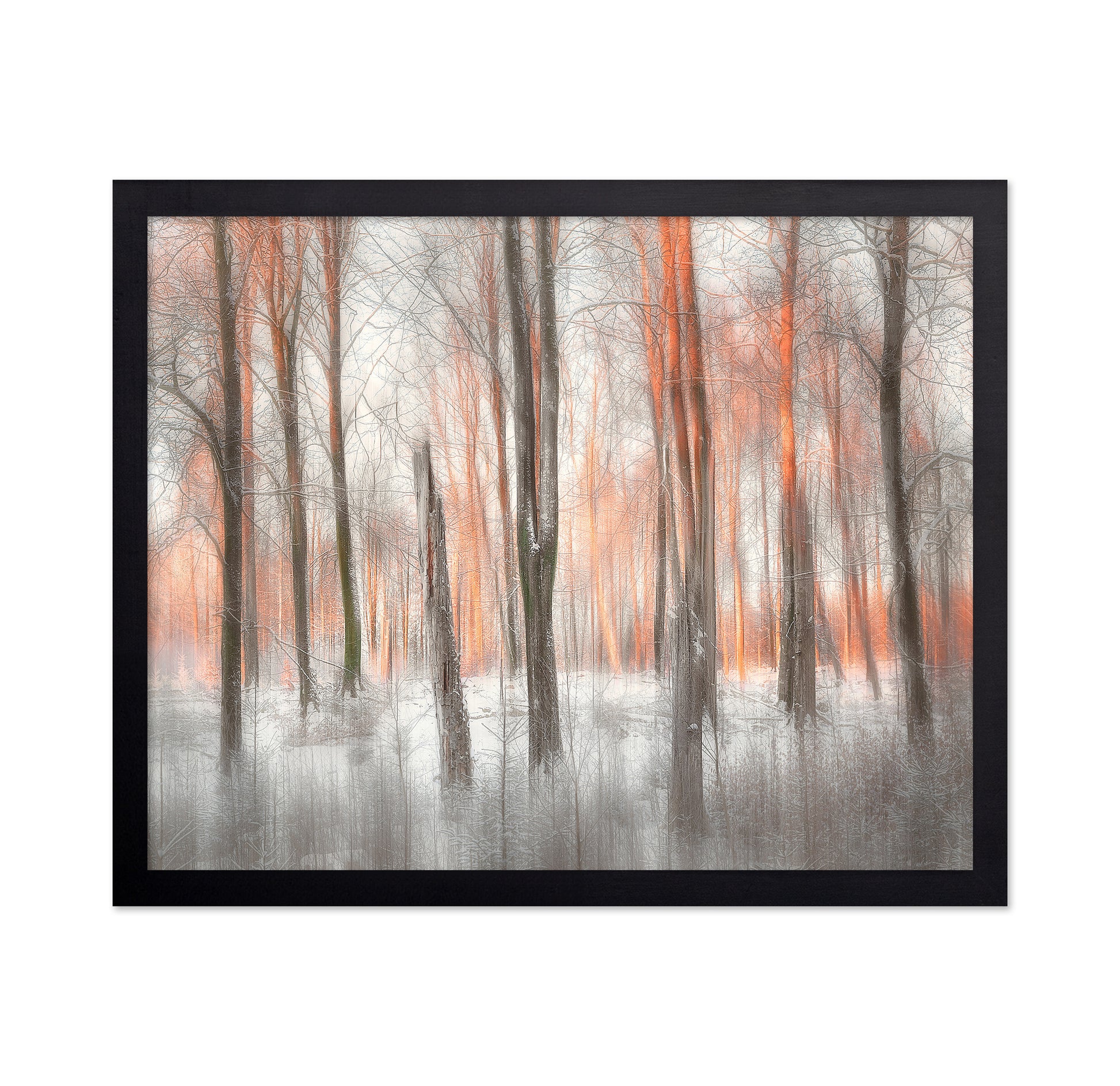 Evening Light Forest Abstract