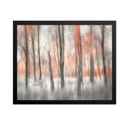 Evening Light Forest Abstract
