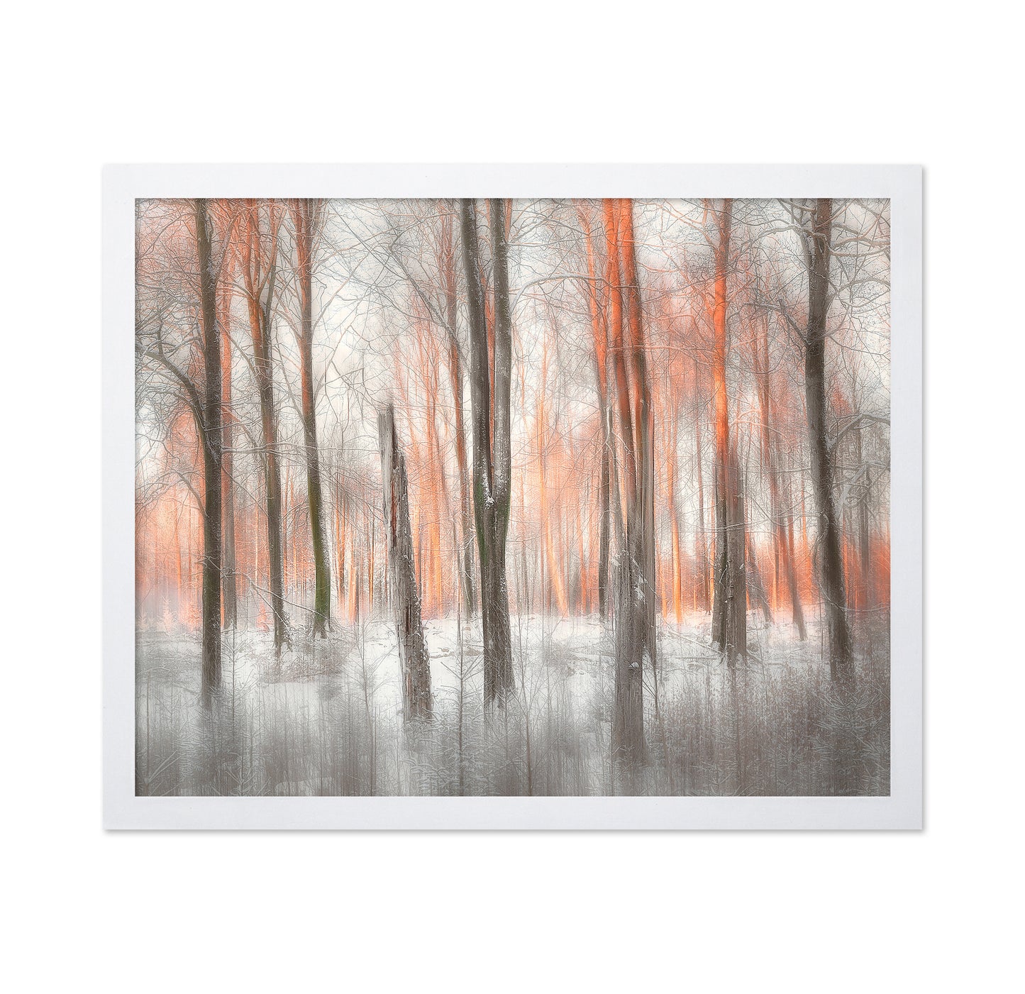 Evening Light Forest Abstract