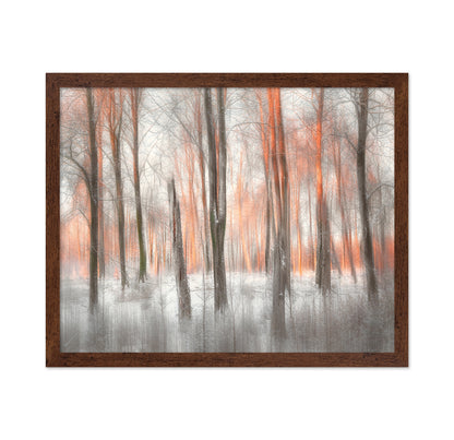 Evening Light Forest Abstract