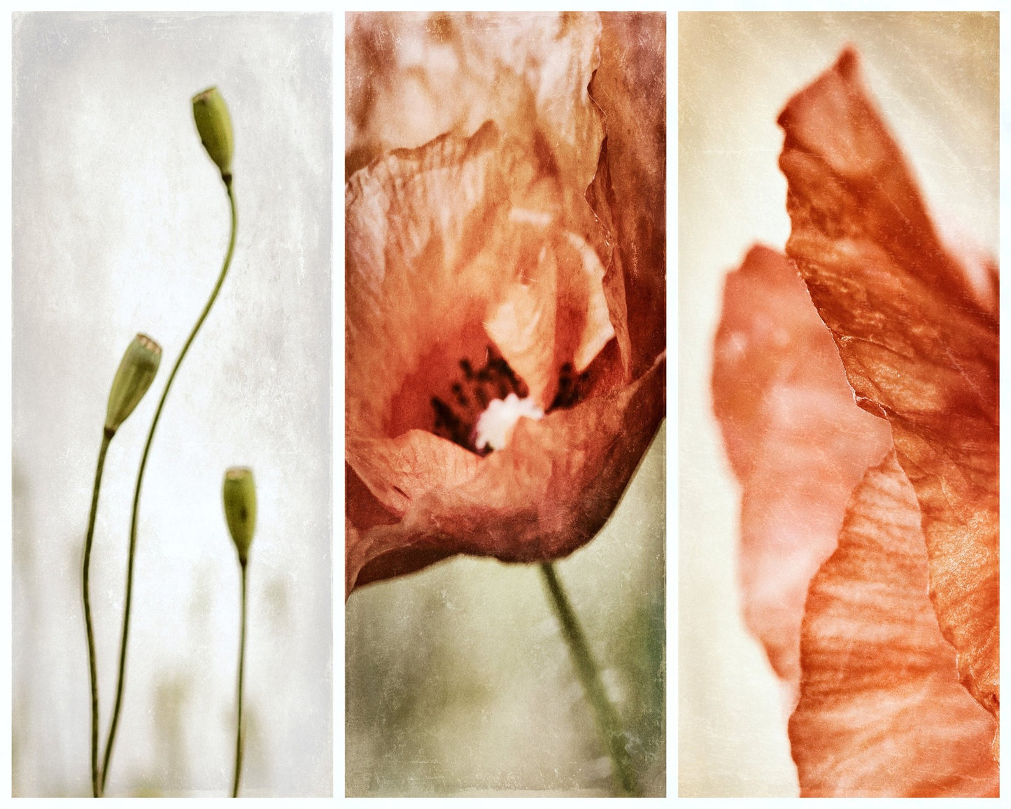 Poppy Triptych