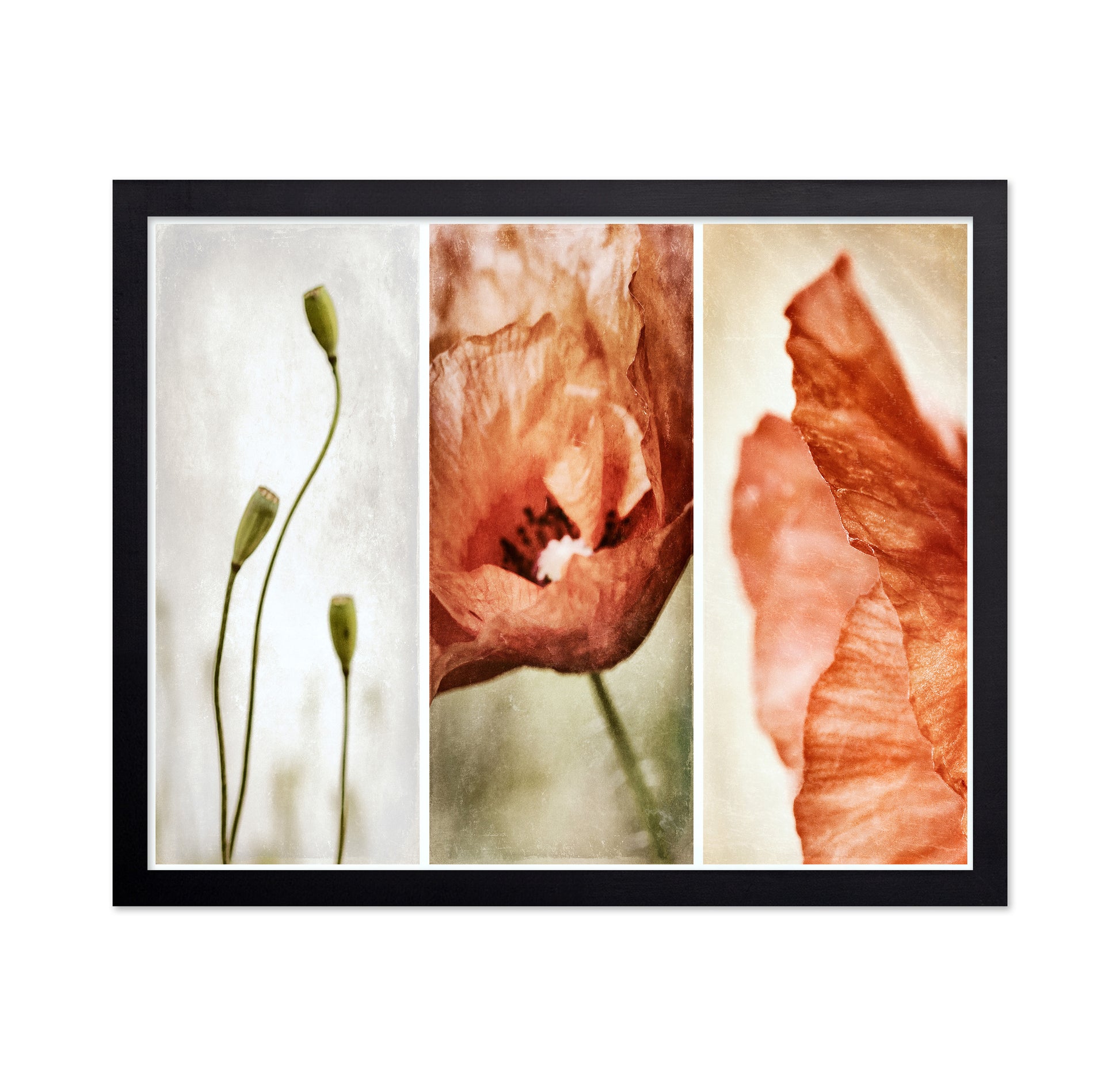 Poppy Triptych