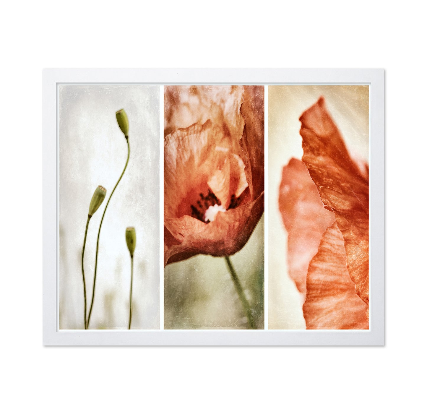 Poppy Triptych