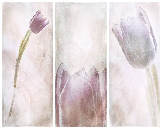 Tulip Triptych