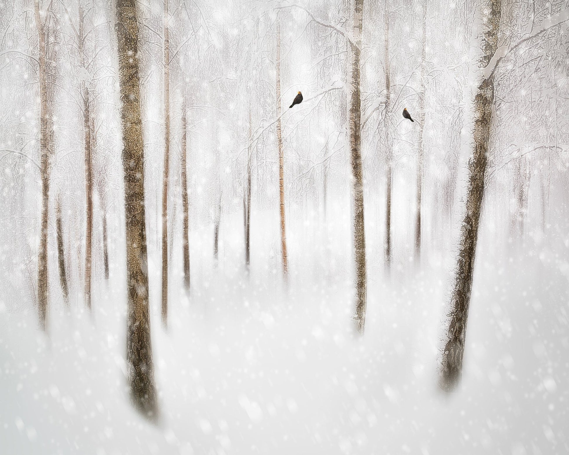 Winter Birches