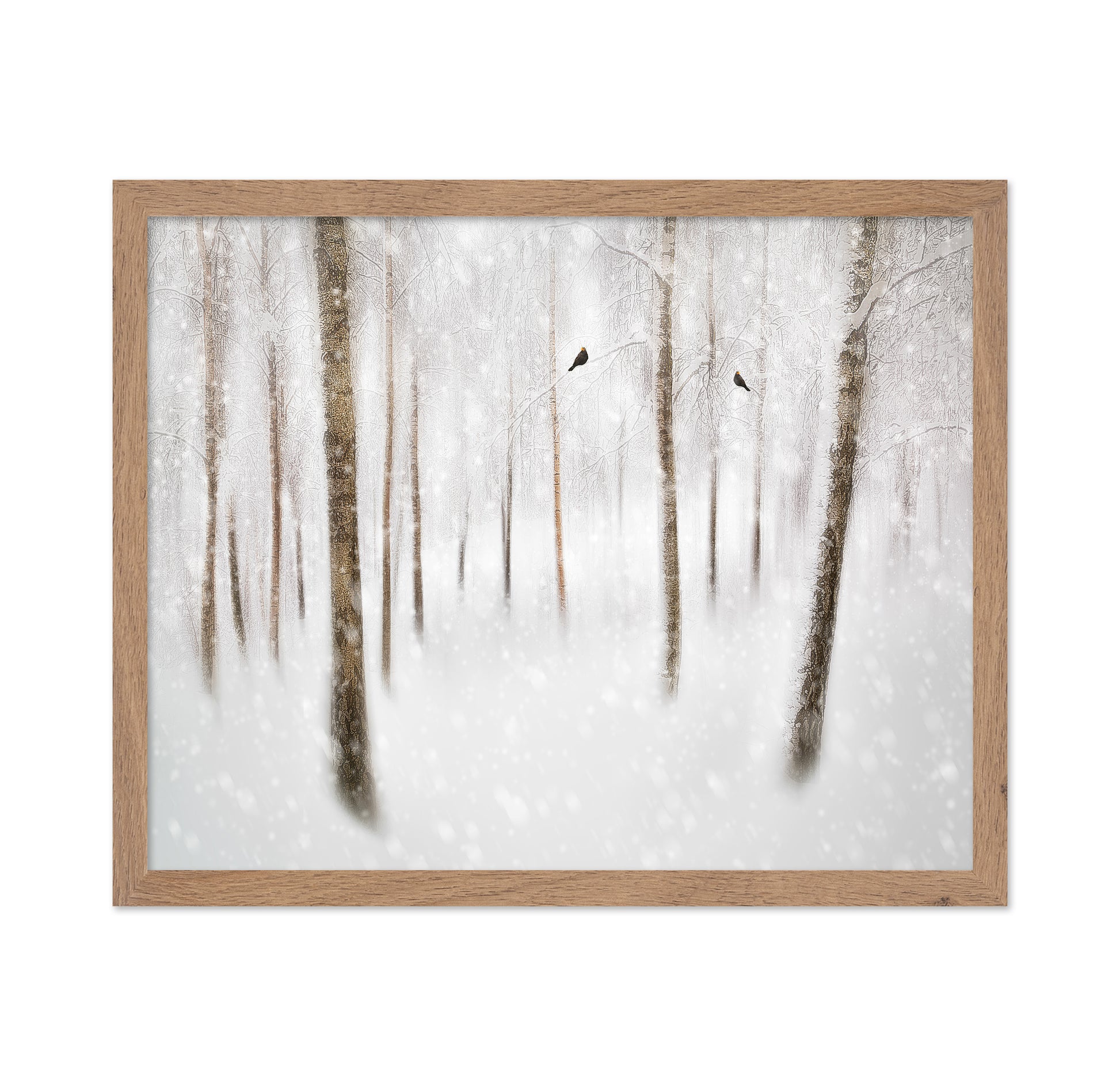 Winter Birches