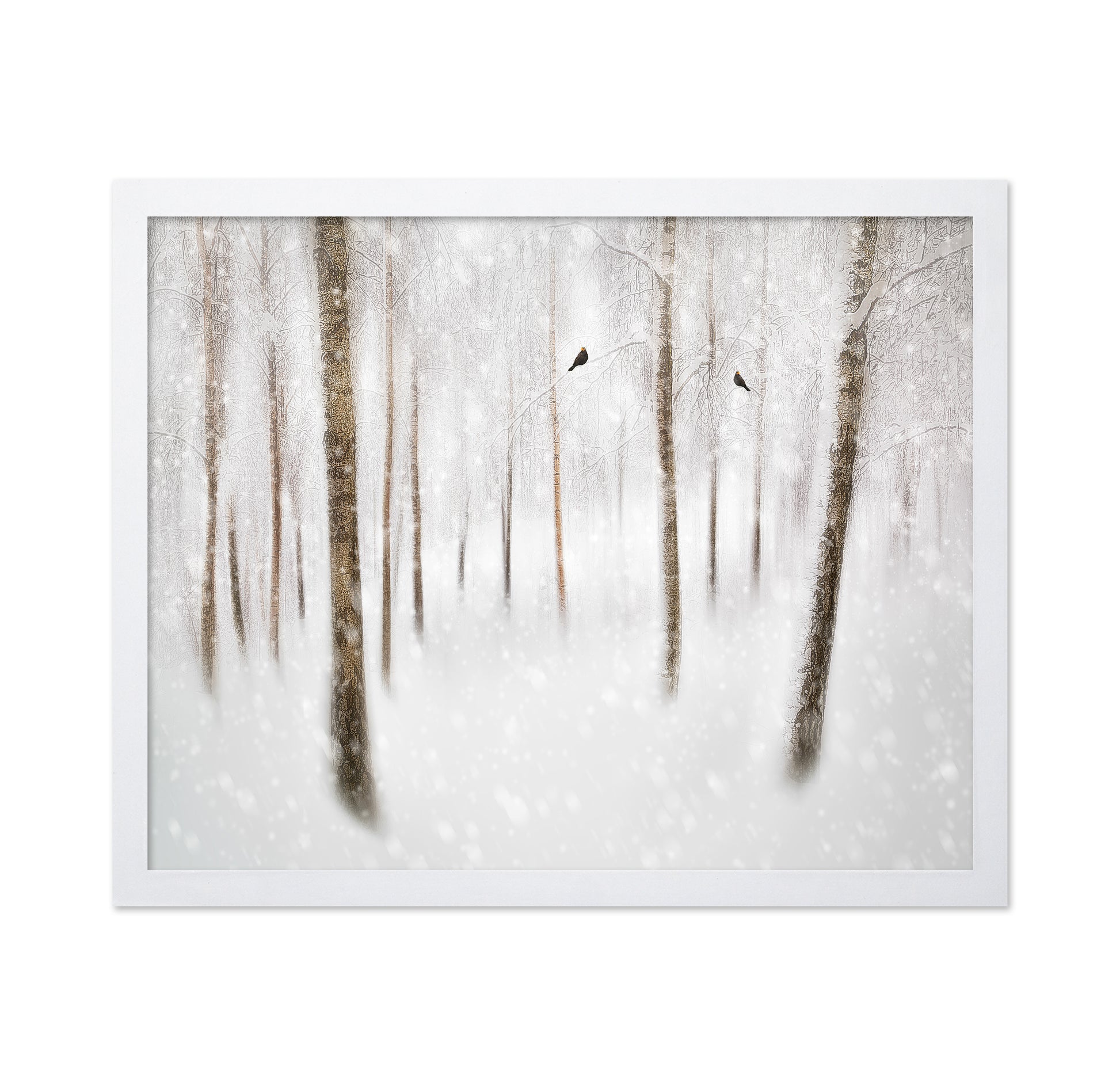 Winter Birches
