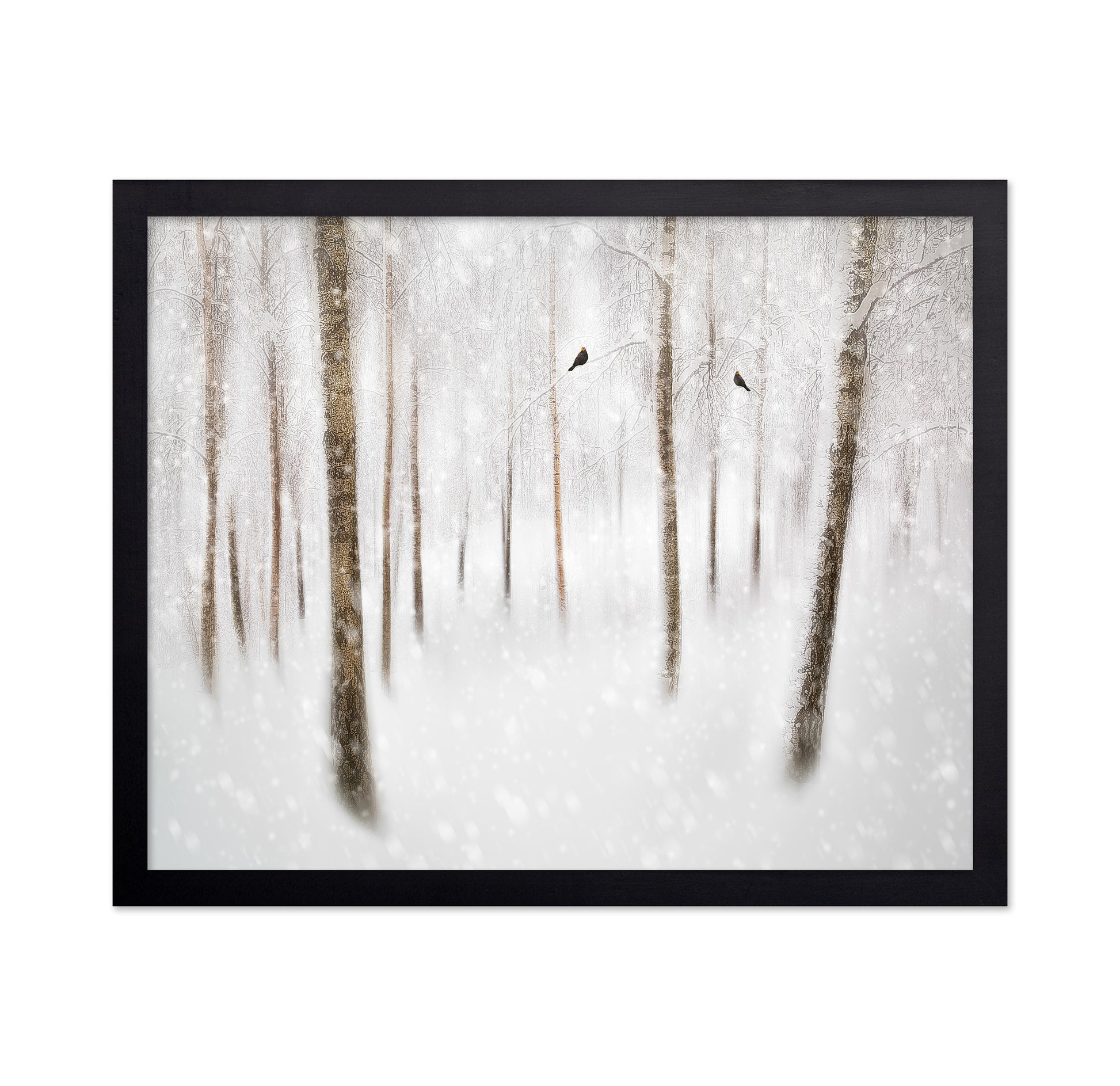Winter Birches