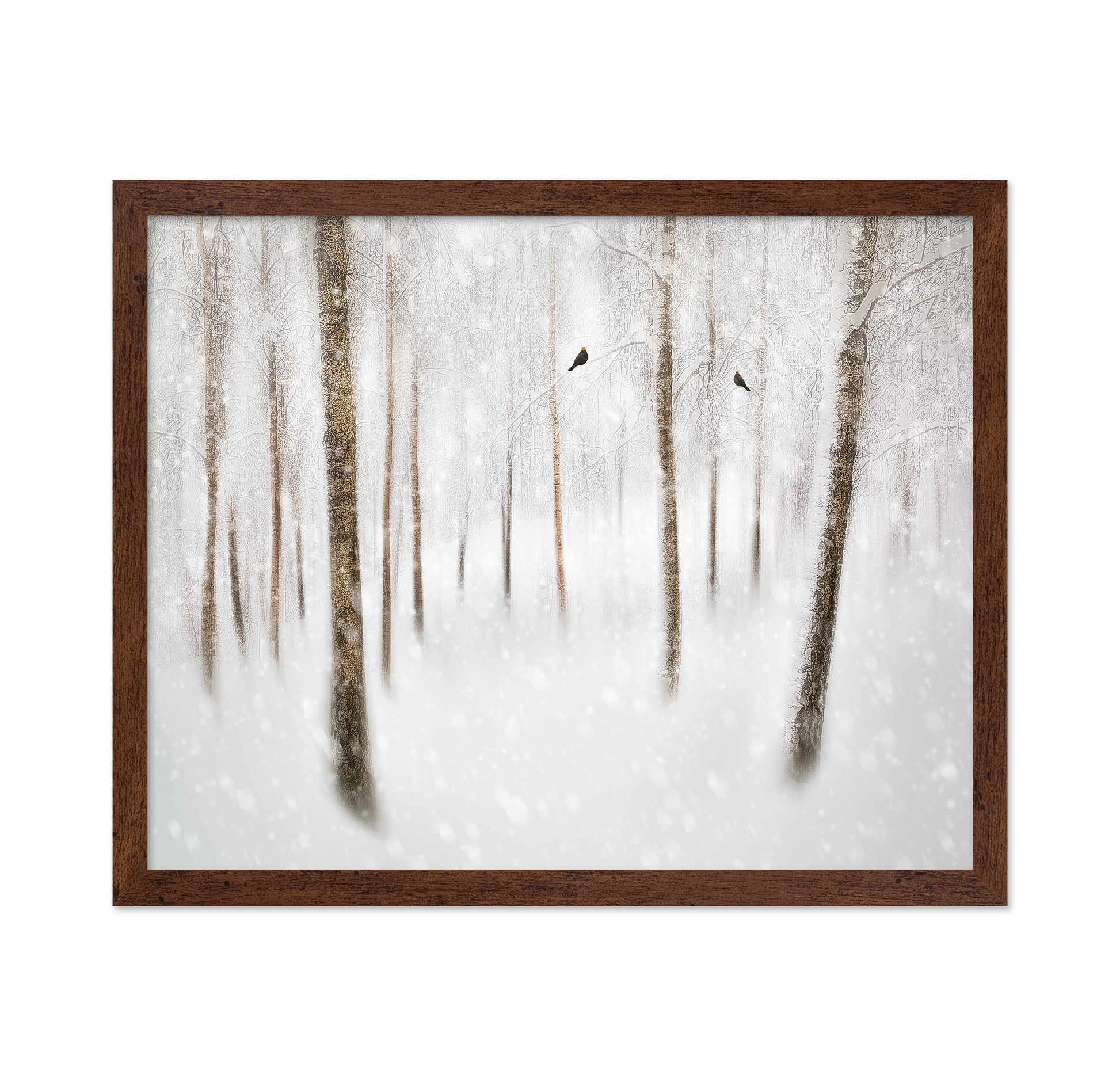 Winter Birches