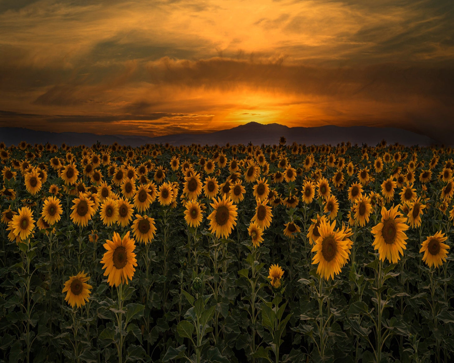 Art Of Nature