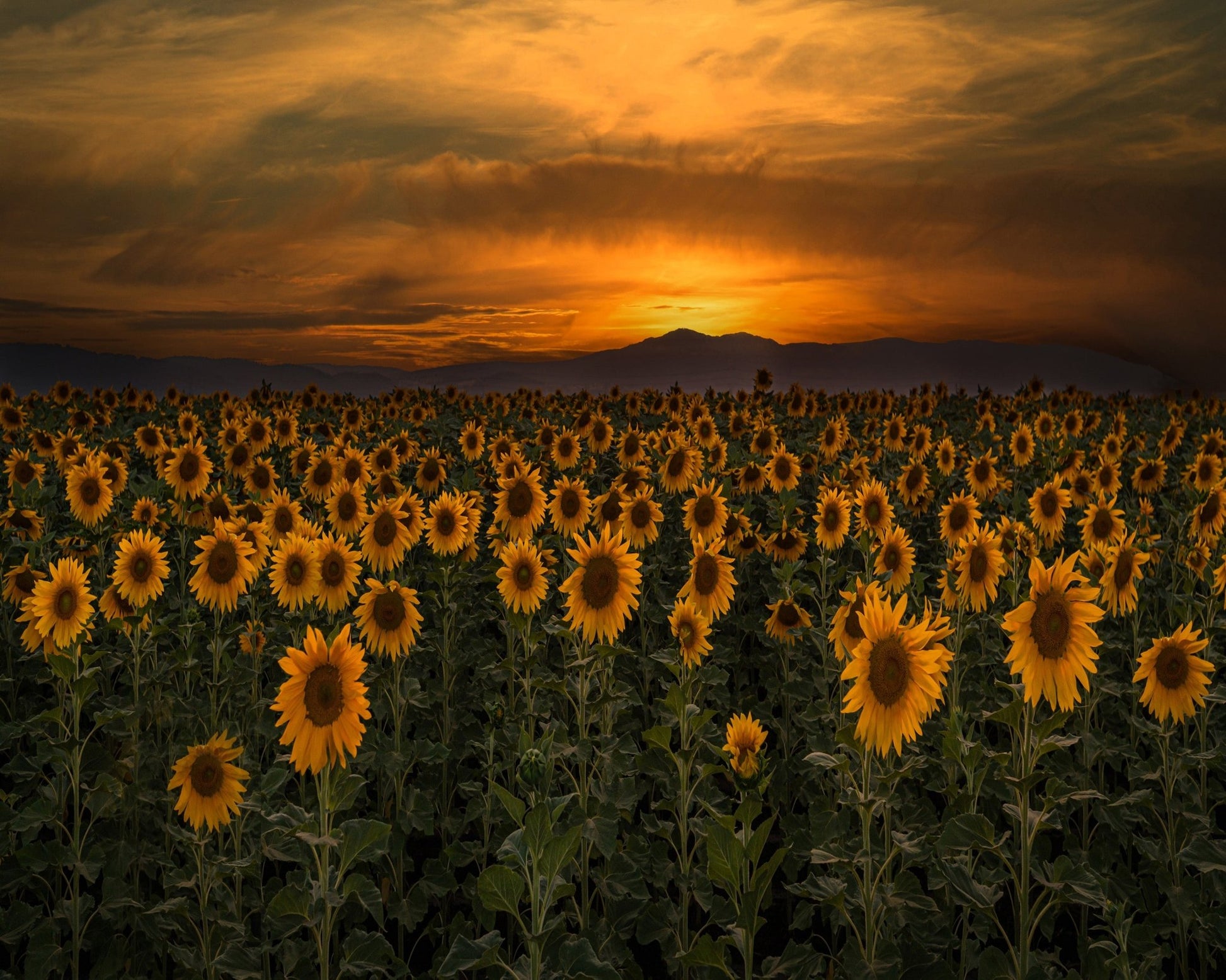 Art Of Nature