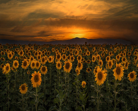 Art Of Nature