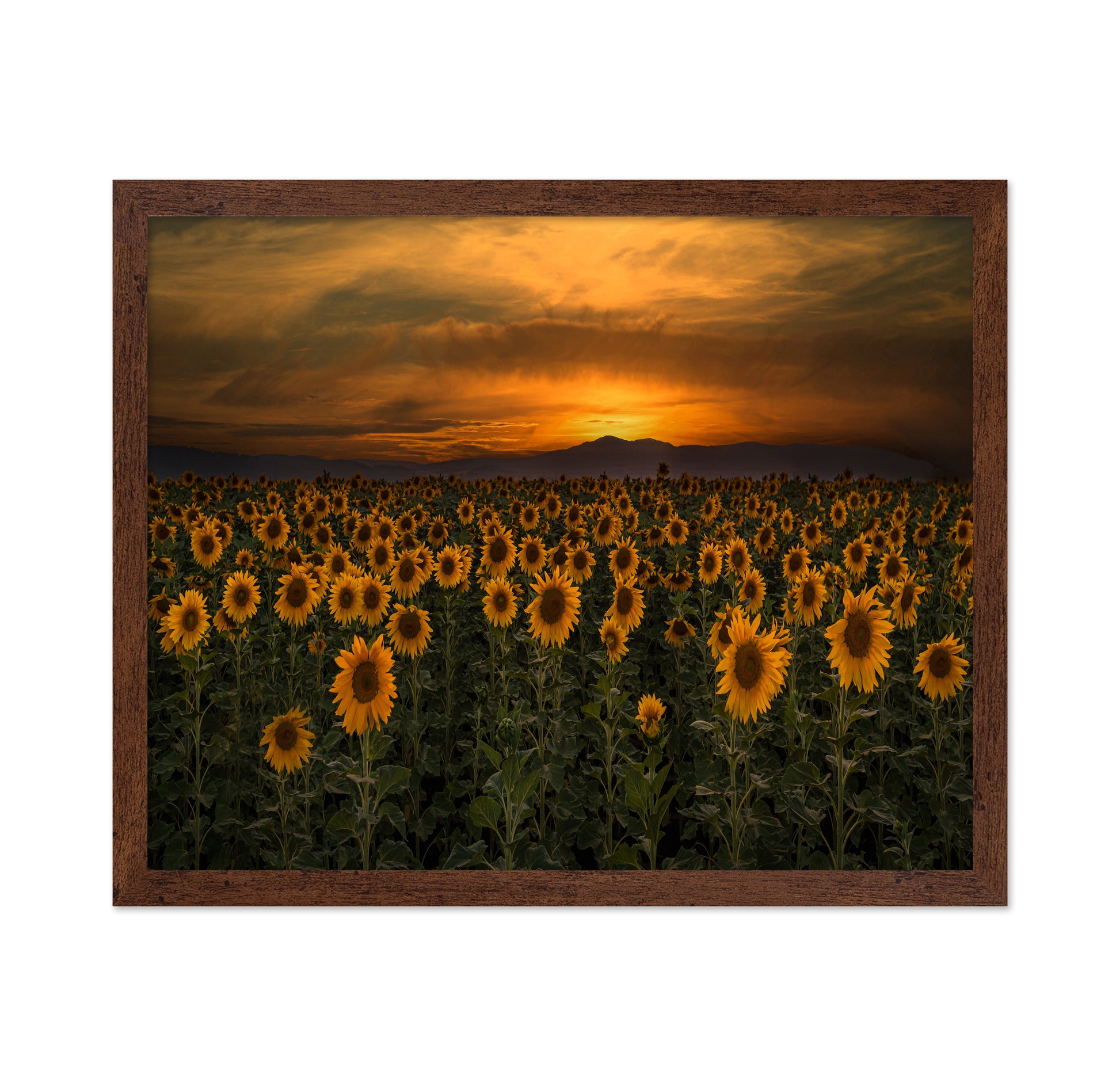 Art Of Nature