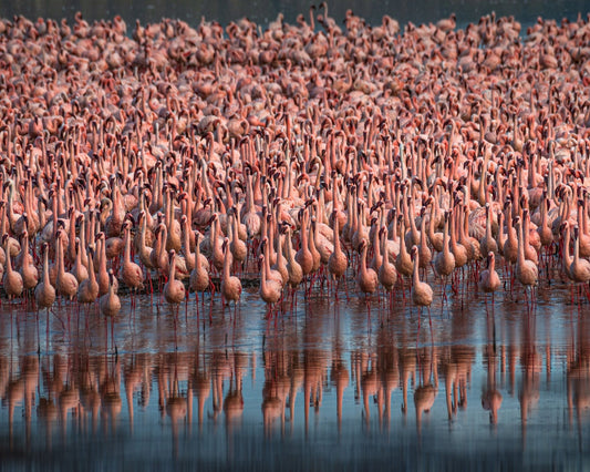 Lesser Flamingos