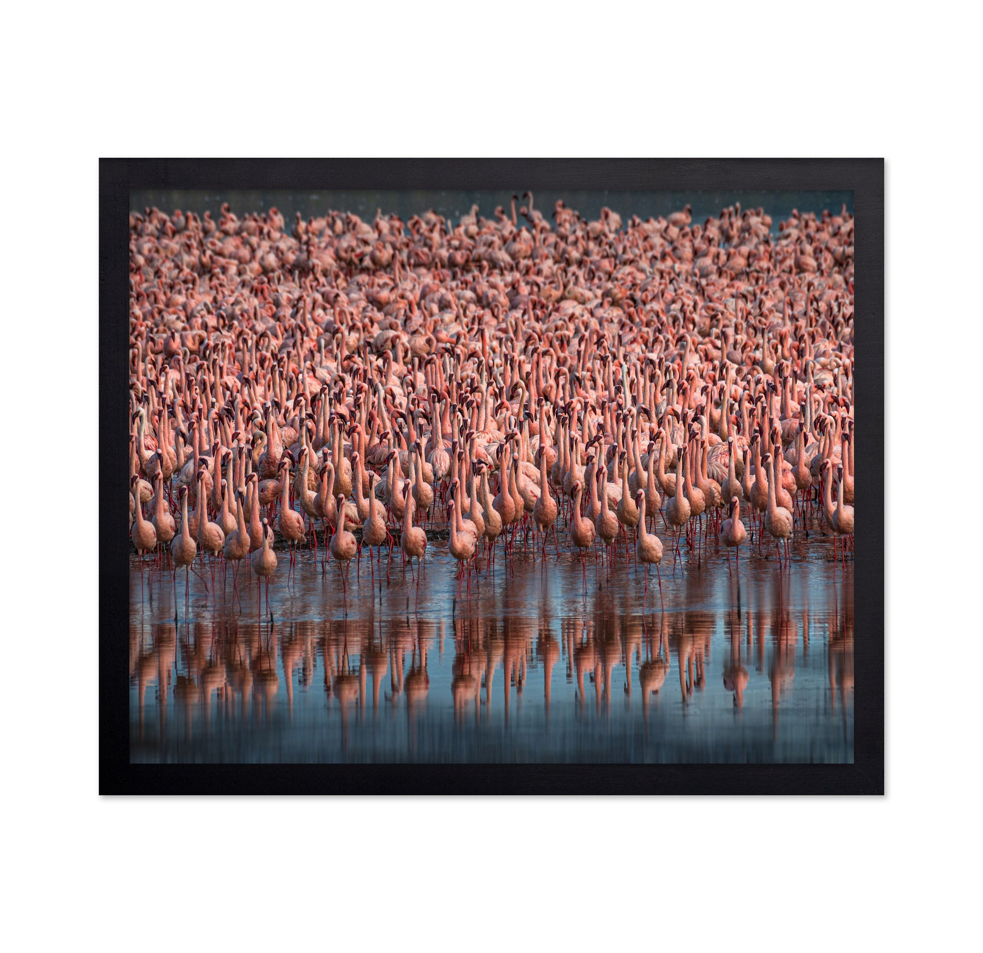 Lesser Flamingos
