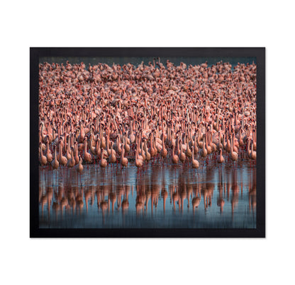 Lesser Flamingos