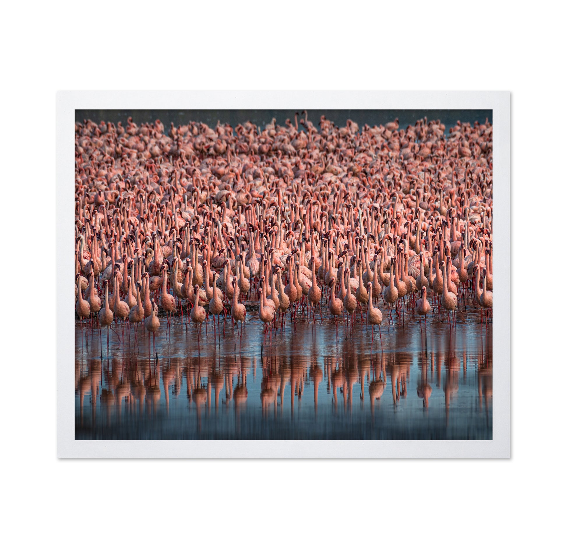 Lesser Flamingos