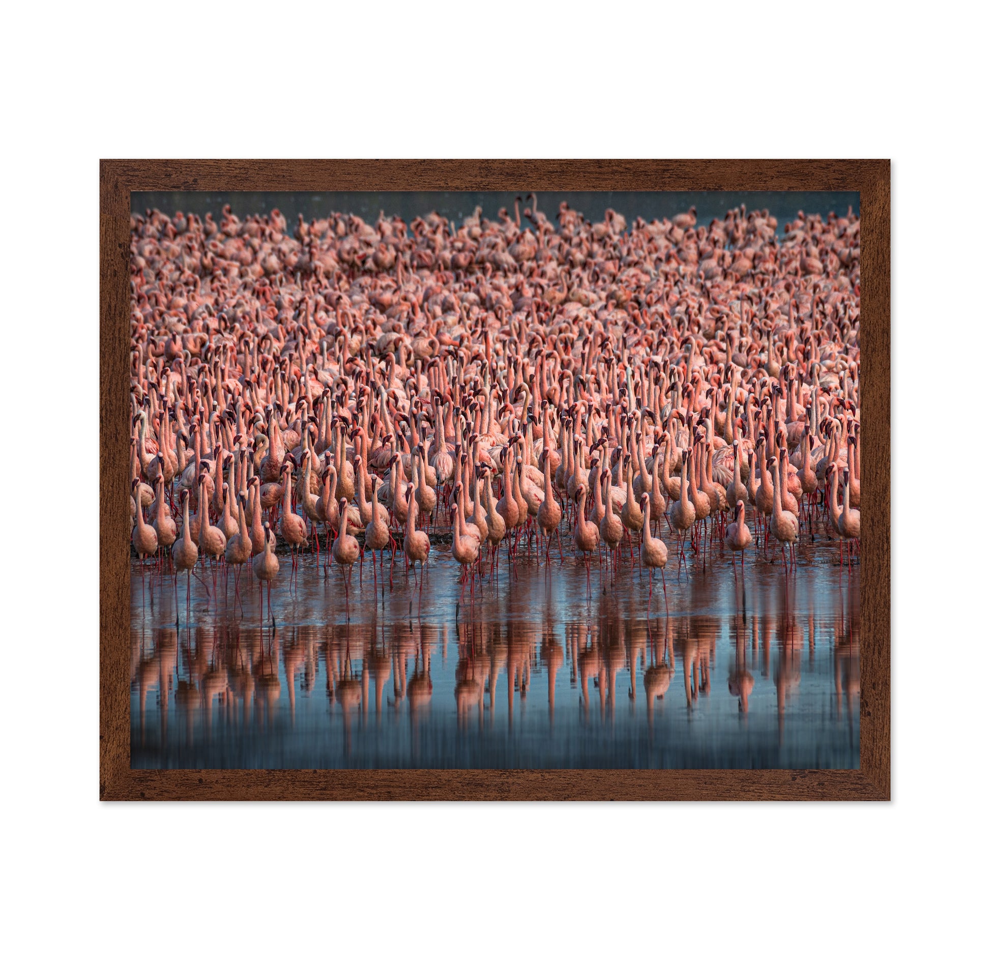 Lesser Flamingos