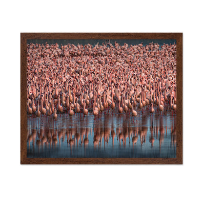 Lesser Flamingos