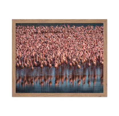 Lesser Flamingos