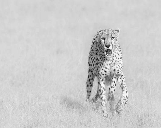 Cheetah